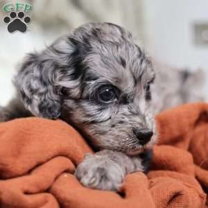 Ringo, Cavapoo Puppy